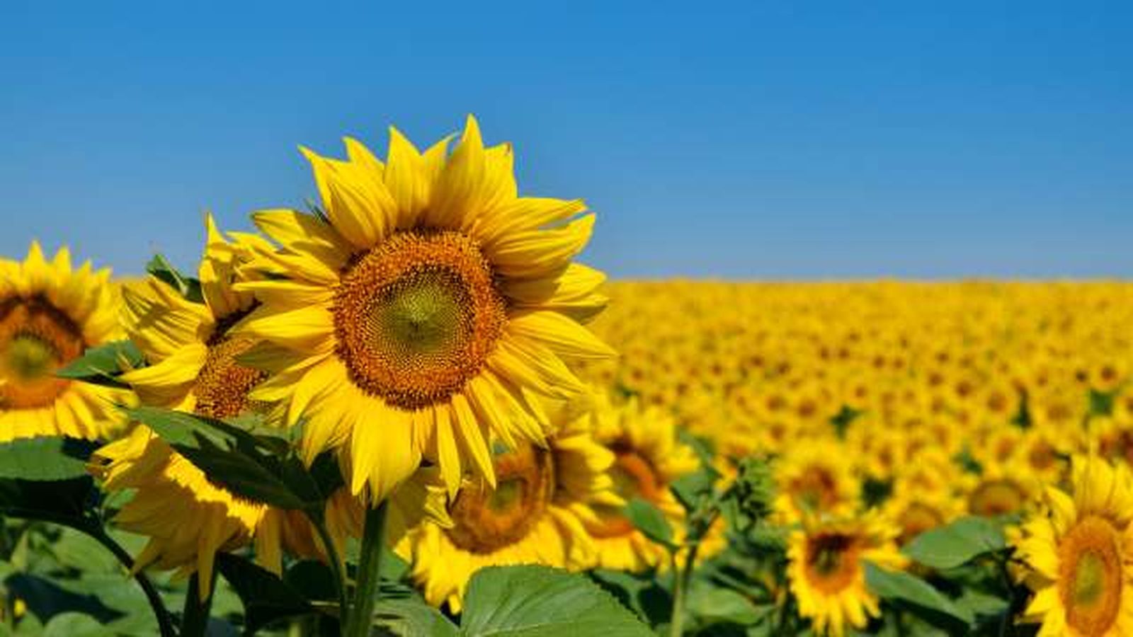 ritmo circadiano girasoles
