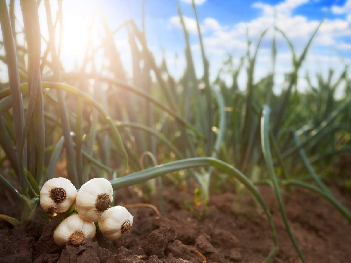 Ajos tiernos en el suelo.