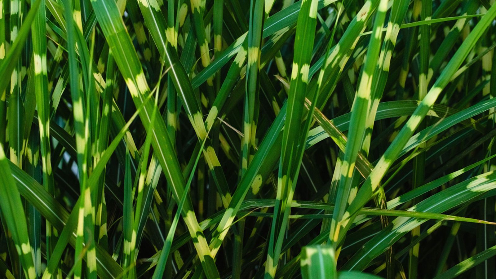Miscanthus sinensis Zebrinus Miscanthus sinensis Zebrinus