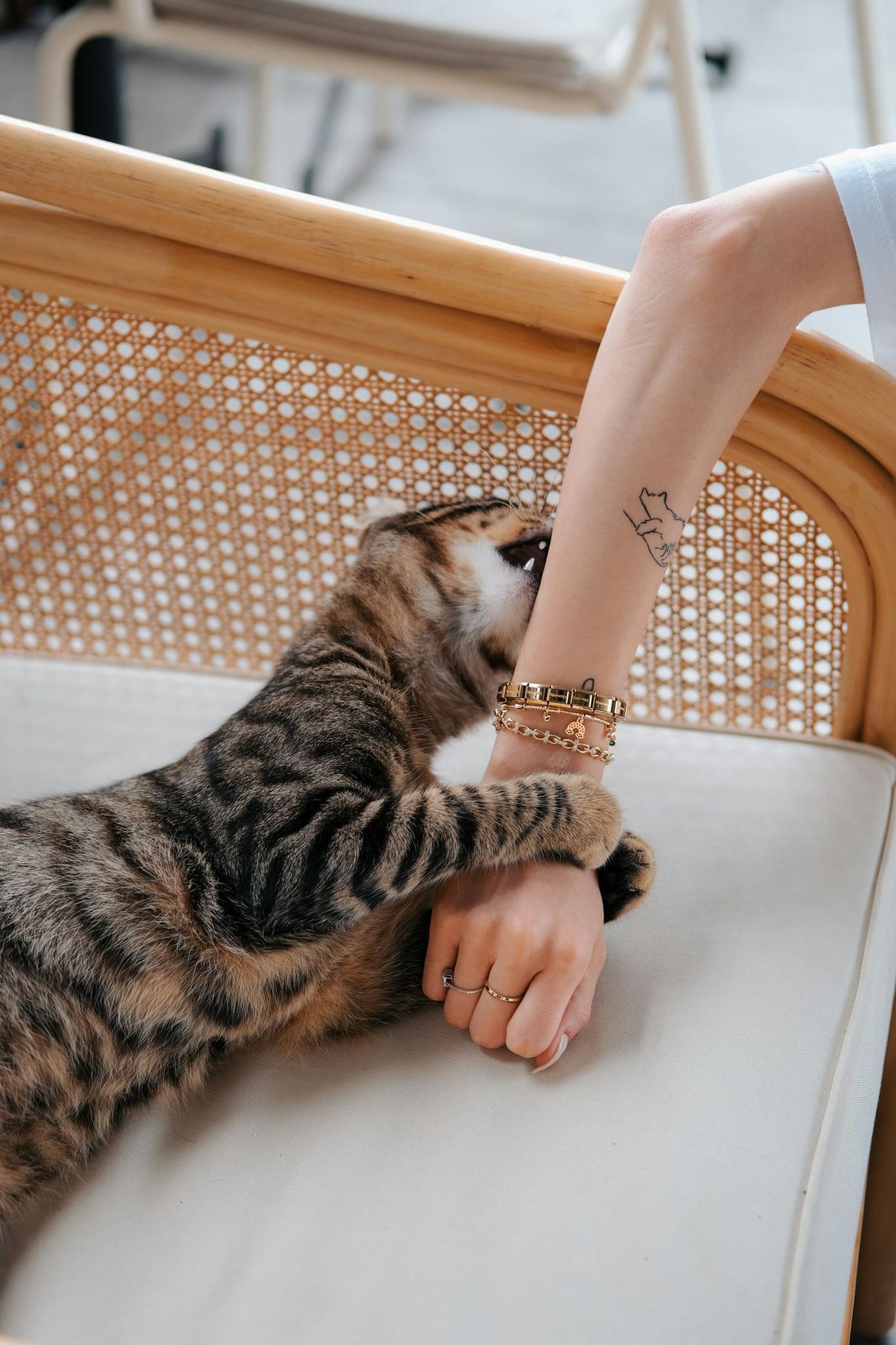 Es común recibir un mordisco en el brazo cuando estamos limpios. Es común recibir un mordisco en el brazo cuando estamos limpios.