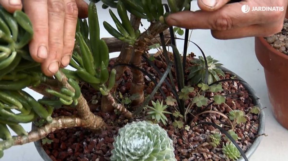 Tallos de la Crassula ovata Gollum