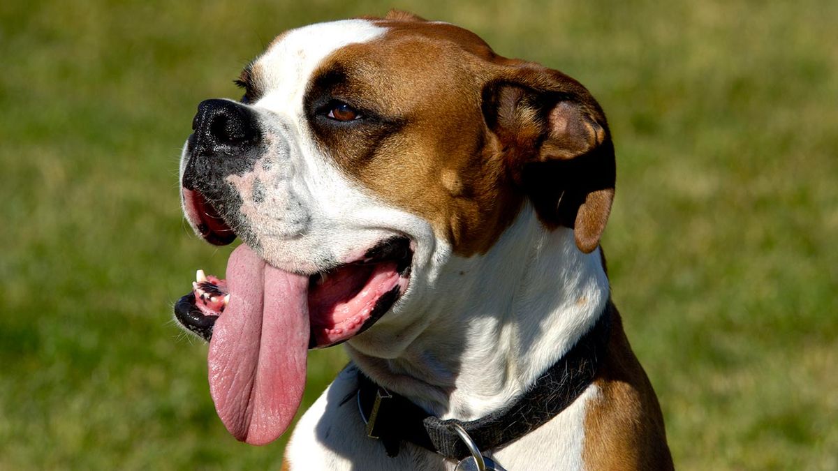 10 perros alemanes 2 boxer