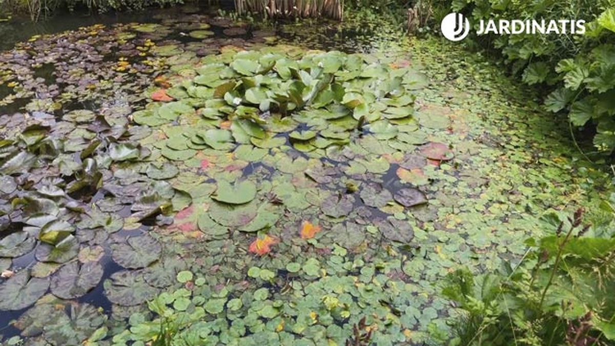 nenufares en el estanque jardin lurgarden jardinatis
