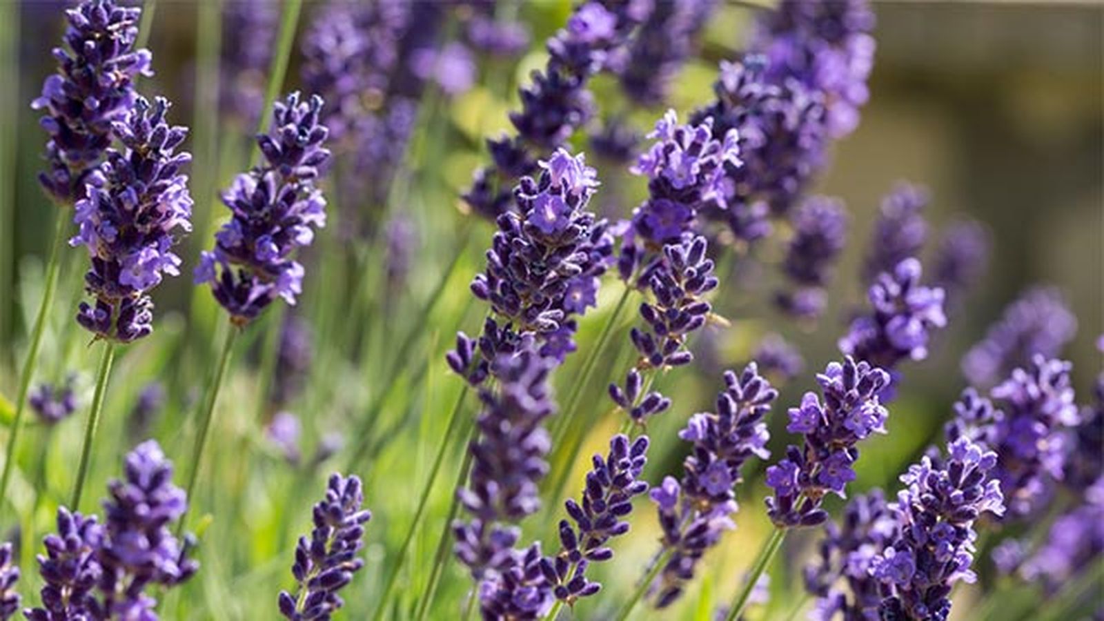 cultivo lavanda cultivo lavanda