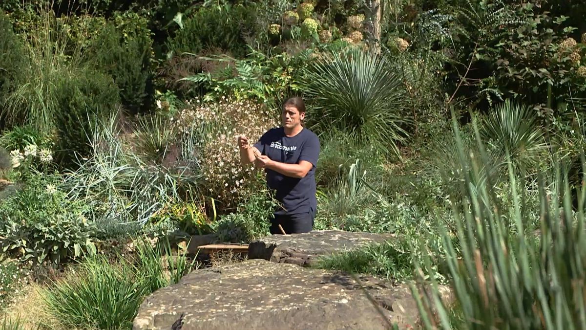 brico 965 briconsejo 3 como eliminar correhuela eliminar manualmente