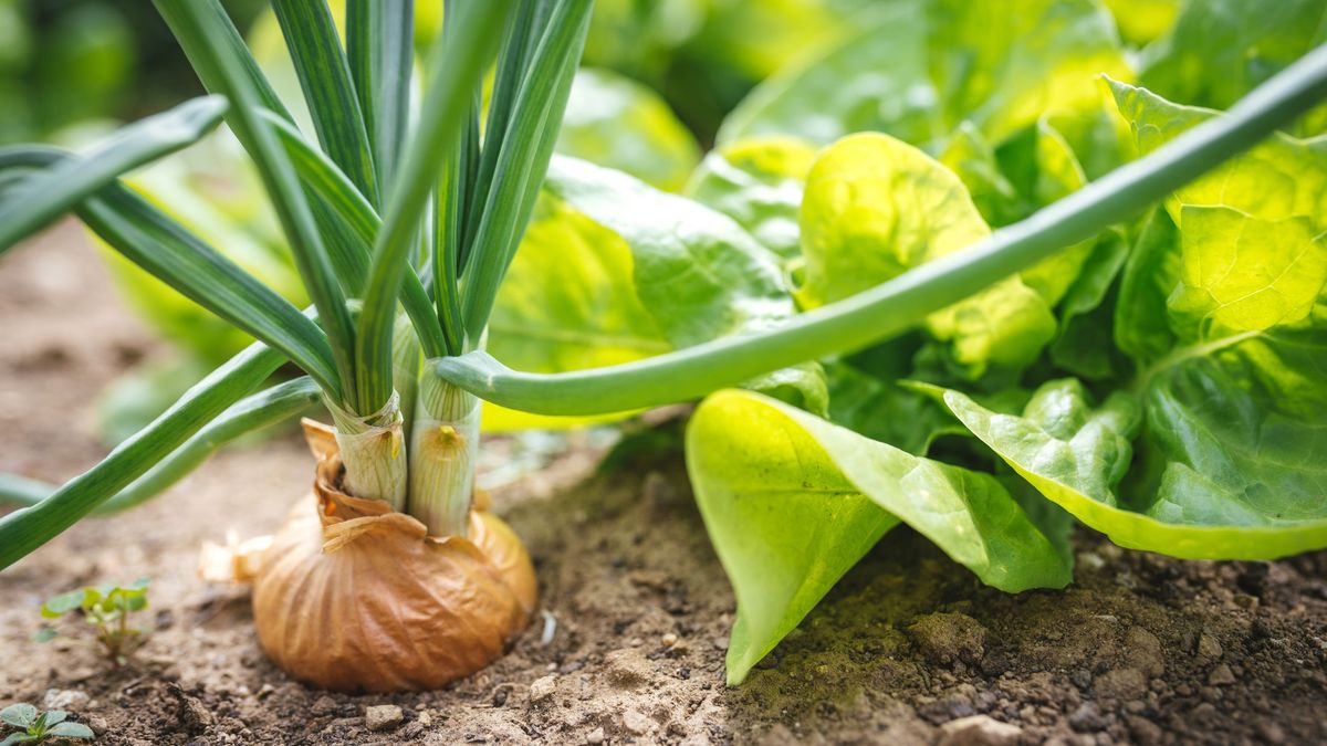 Las cebollas pueden cultivarse en sombra parcial o total