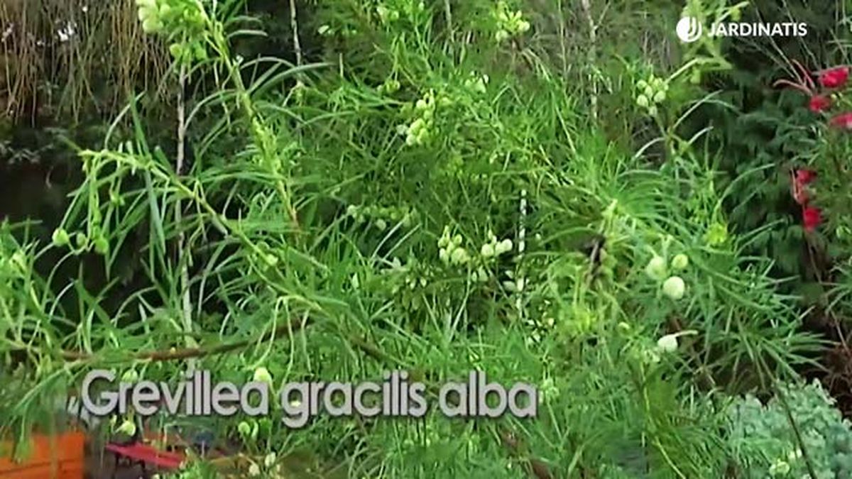 Grevillea gracilis alba floracion invierno