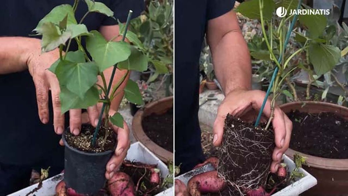 boniatos comestibles jardinatis 22 20