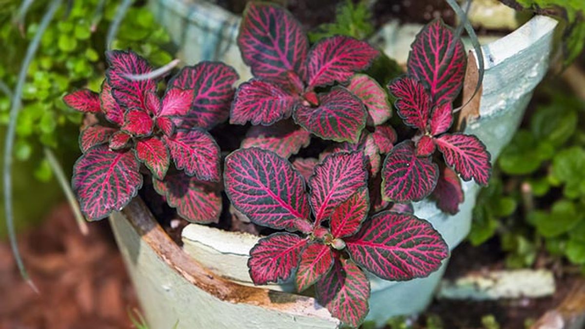 fittonia planta interior pequena de color rojo