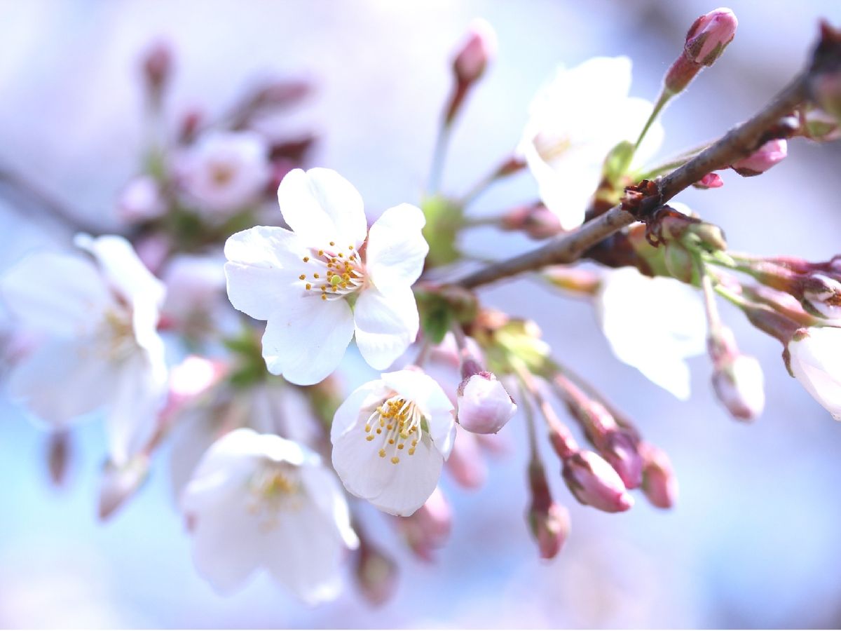 Una de las variedades más populares de Japón