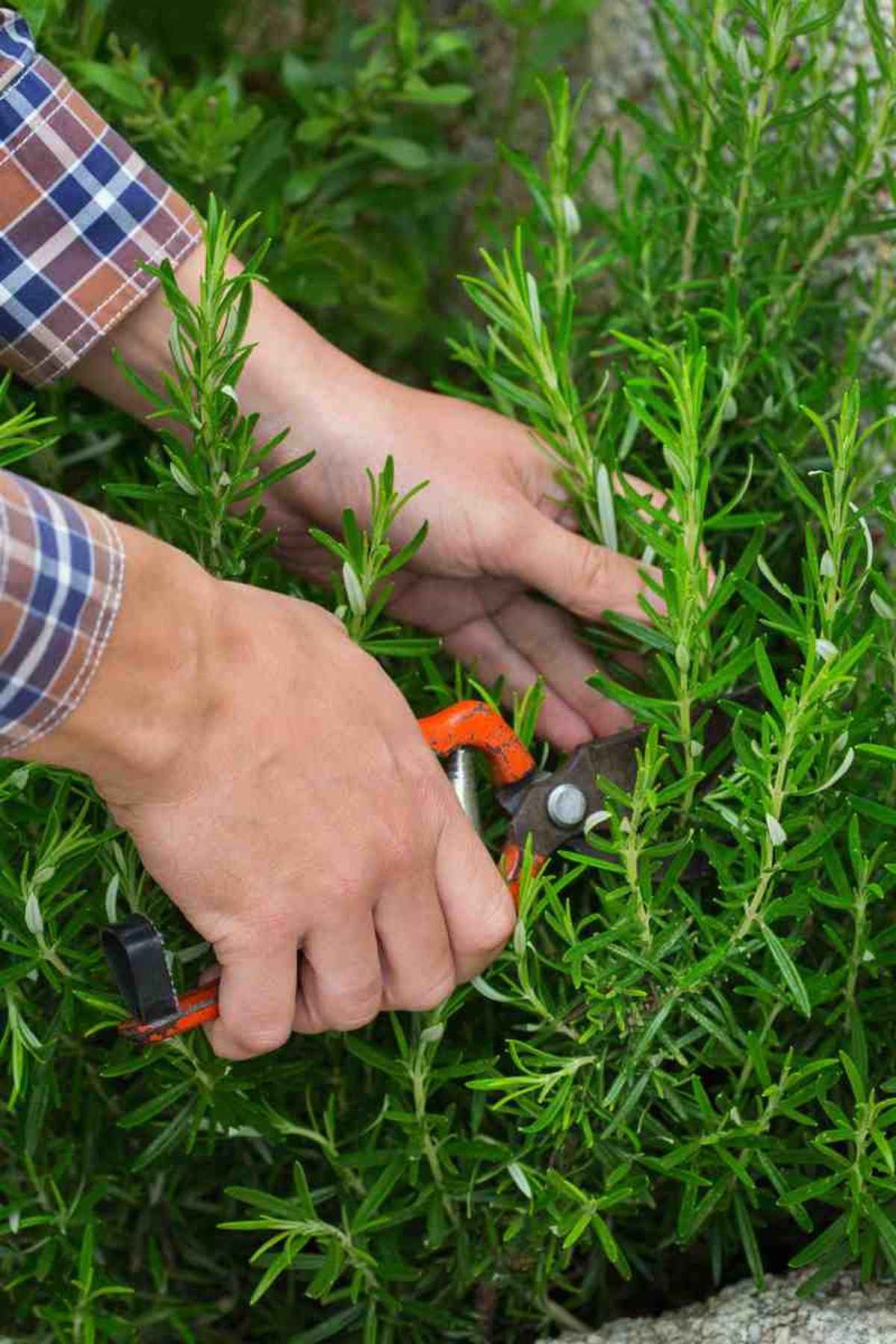 Pinza los tallos al final del verano