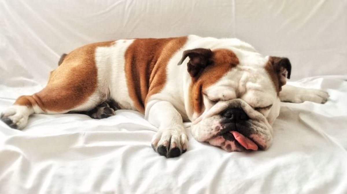 perros con sindrome de down 1