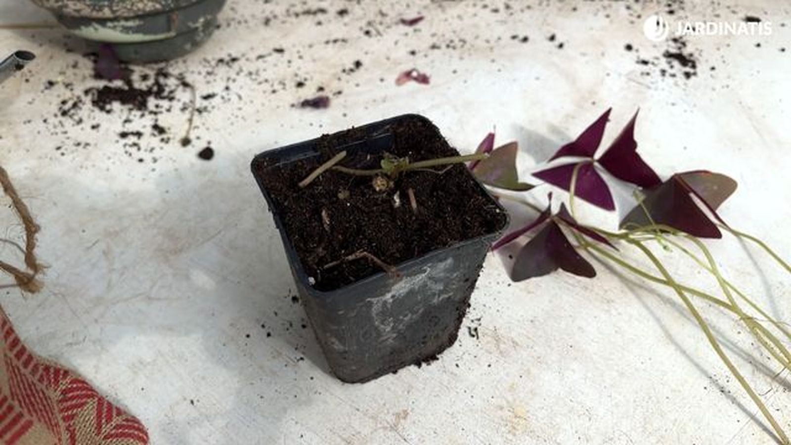 reproduccion oxalis triangularis planta mariposa