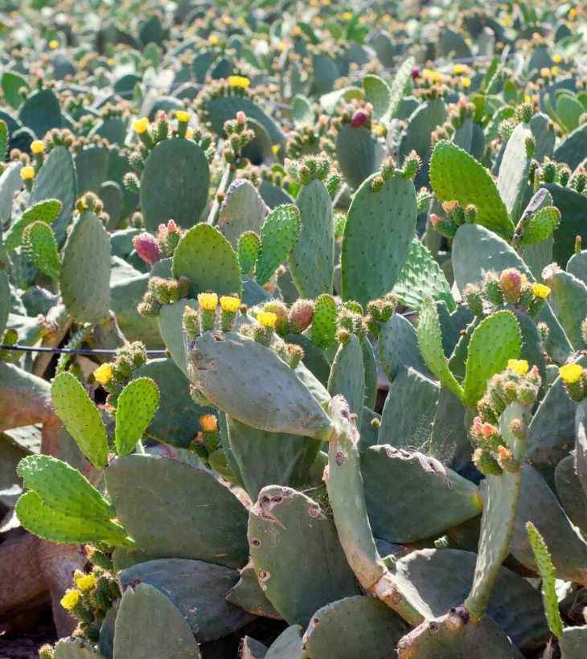 Opuntia ficus indica chumbera invasora