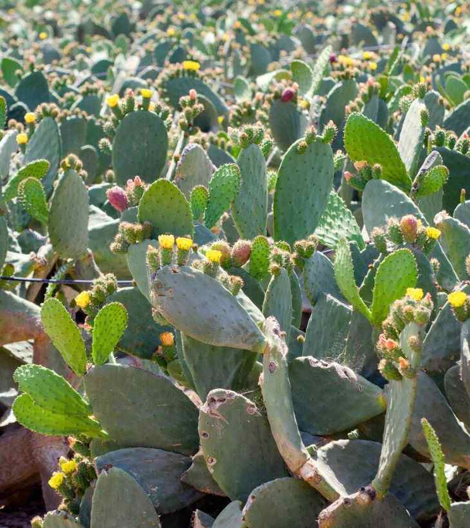 Opuntia ficus indica chumbera invasora Opuntia ficus indica chumbera invasora