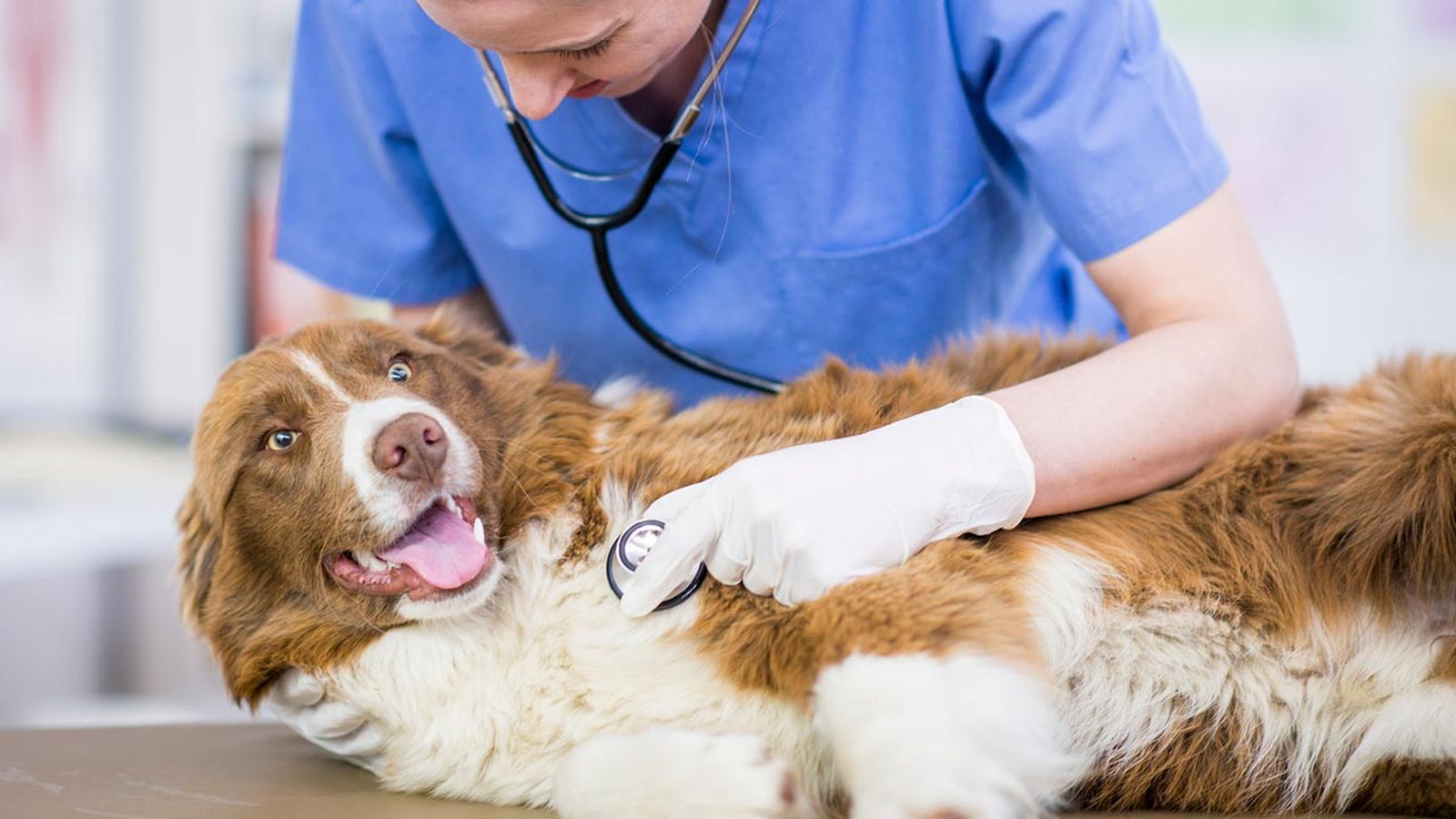 como llevar perro veterinario 4 como llevar perro veterinario 4