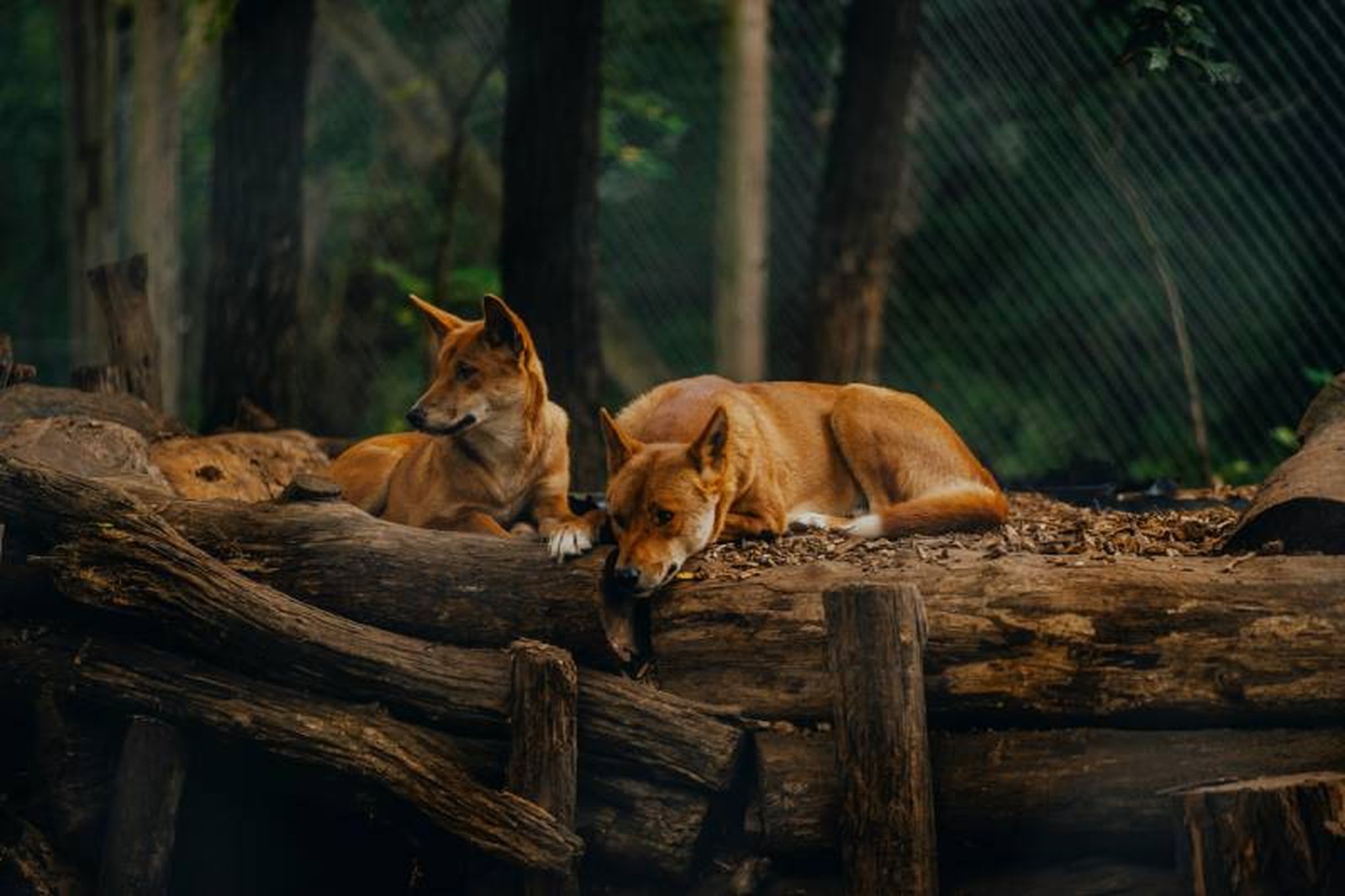 Los dingos no ha sido criados ni domesticados de forma selectiva por el ser humano. Los dingos no ha sido criados ni domesticados de forma selectiva por el ser humano.