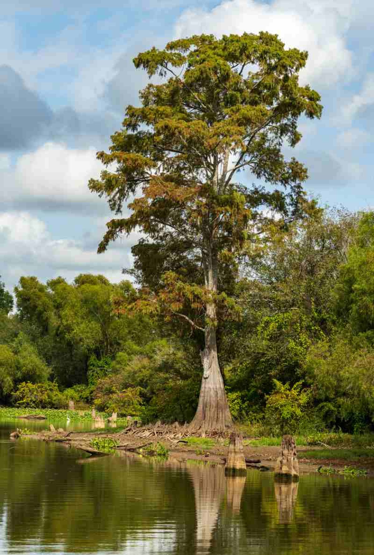 Taxodium distichum.
