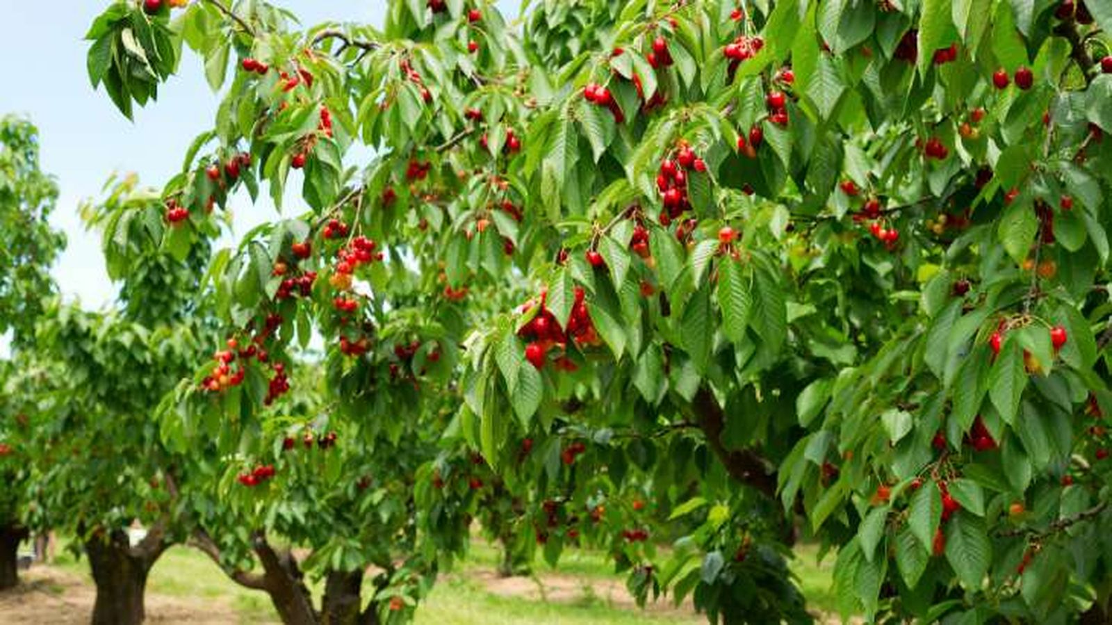 fruto planta de cereza