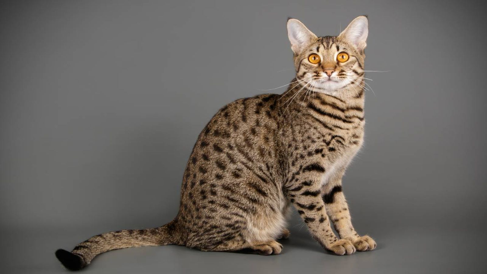 gato ashera