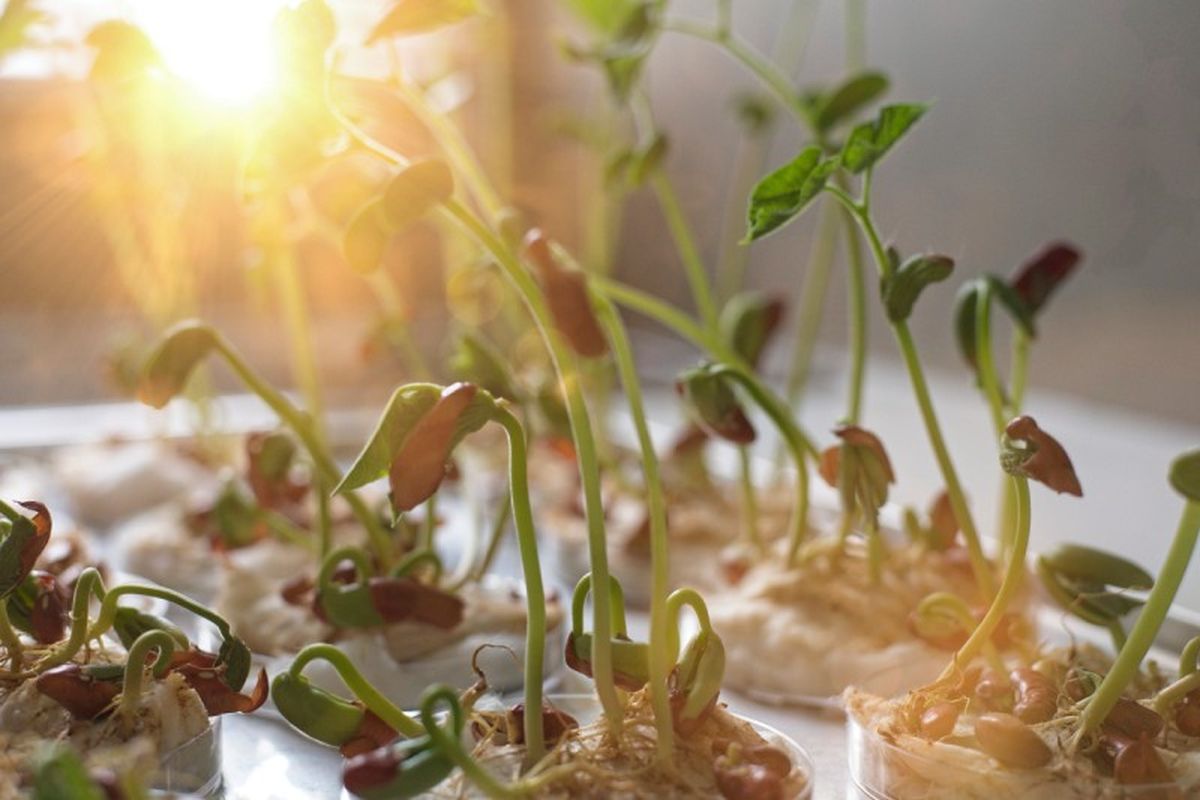 Plántulas creciendo gracias a la luz.