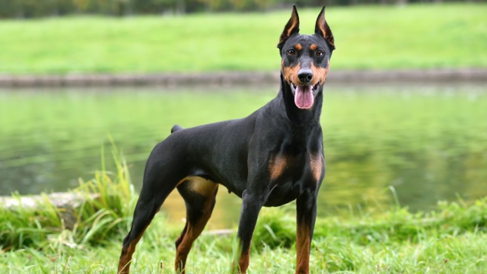 doberman 1 doberman 1