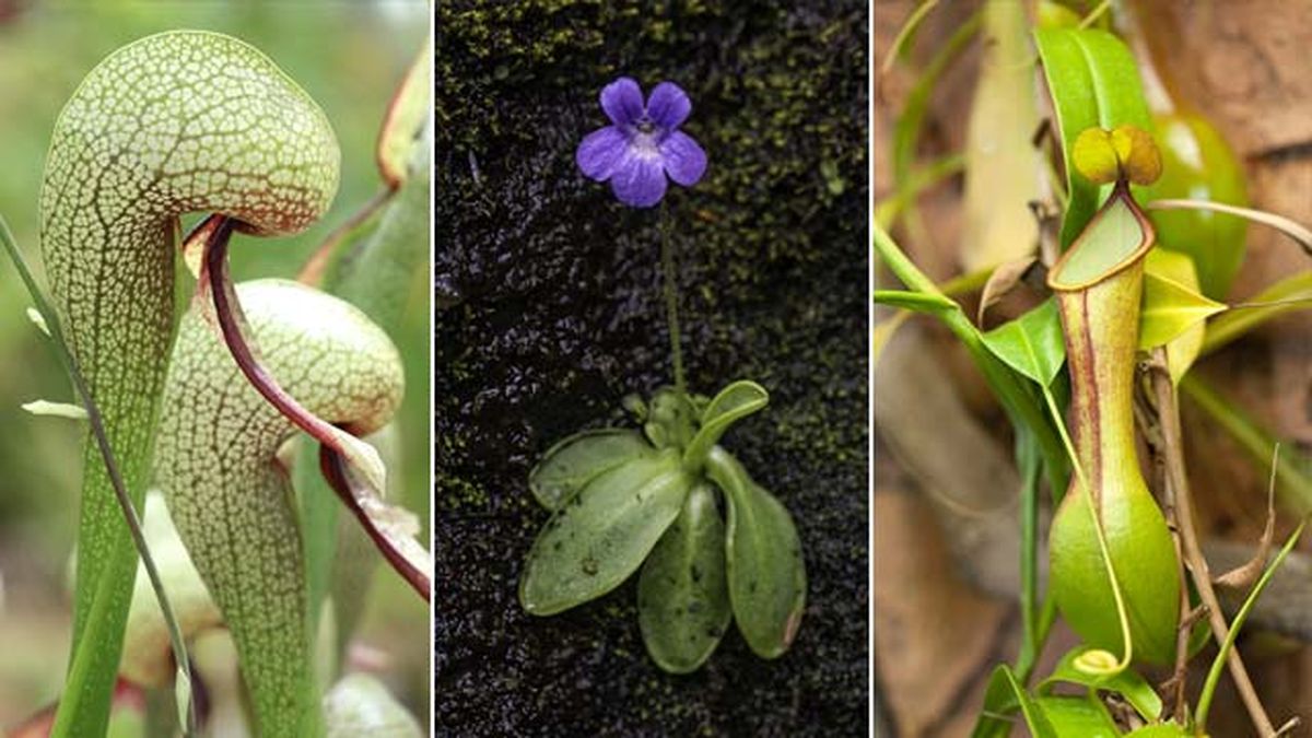 plantas carnivoras lirio cobra pinguicula vulgaris heliamphora nutans
