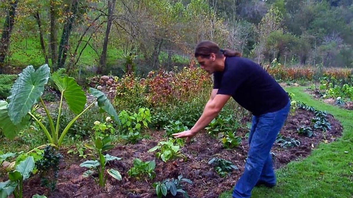 laurel cerezo Prunus laurocerasus Mount Vernon plantacion 854