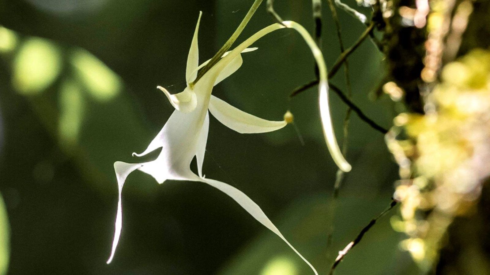 florece primera orquidea fantasma florida reino unido florece primera orquidea fantasma florida reino unido