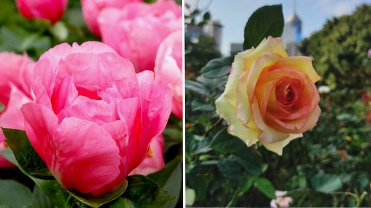 Rosa queen elizabeth Madame Meilland