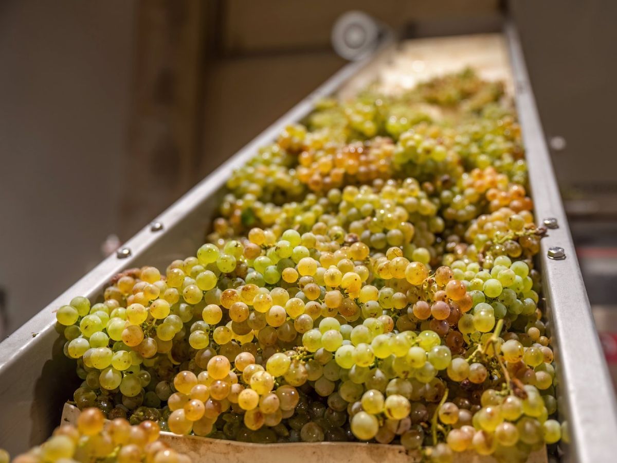 El mosto es el jugo natural de la uva recién prensada, sin fermentar