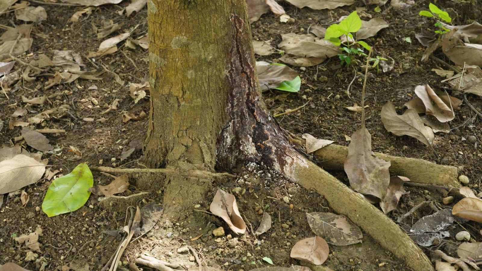 Árbol afectado por phytophthora.