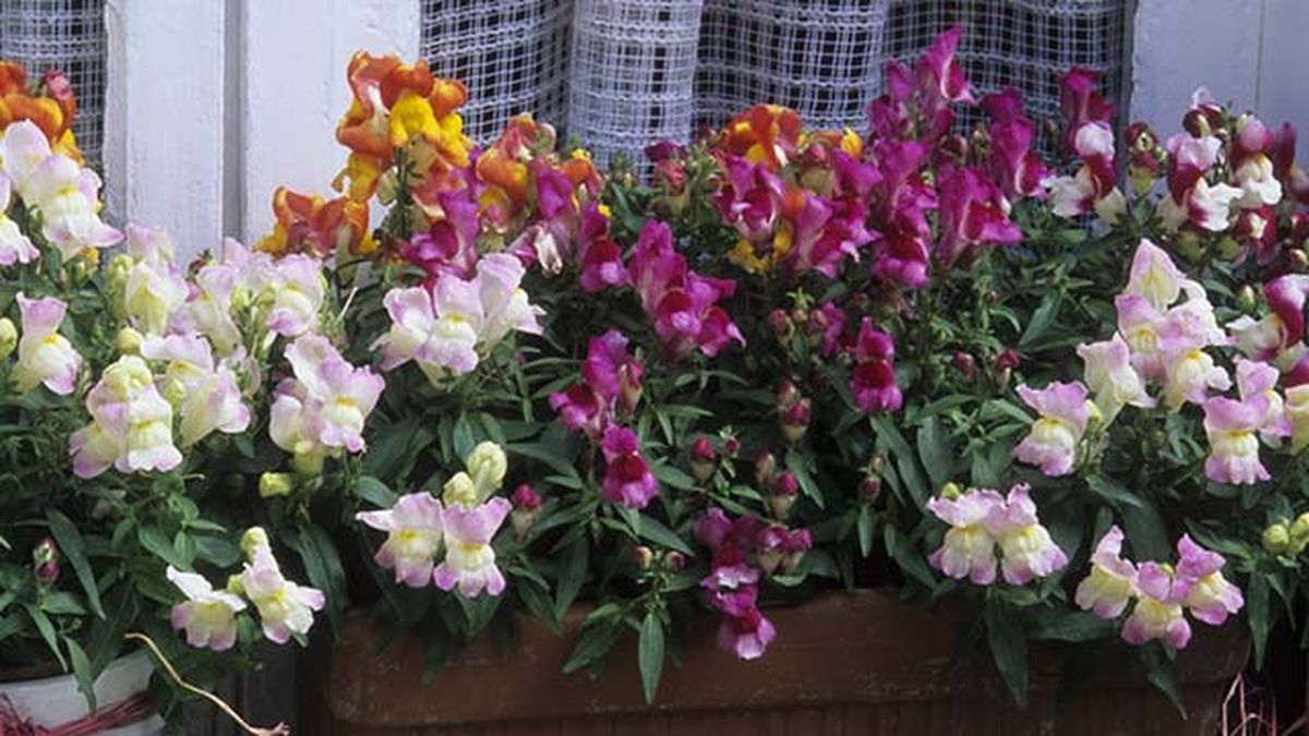 boca de dragon planta balcon invierno jardinatis