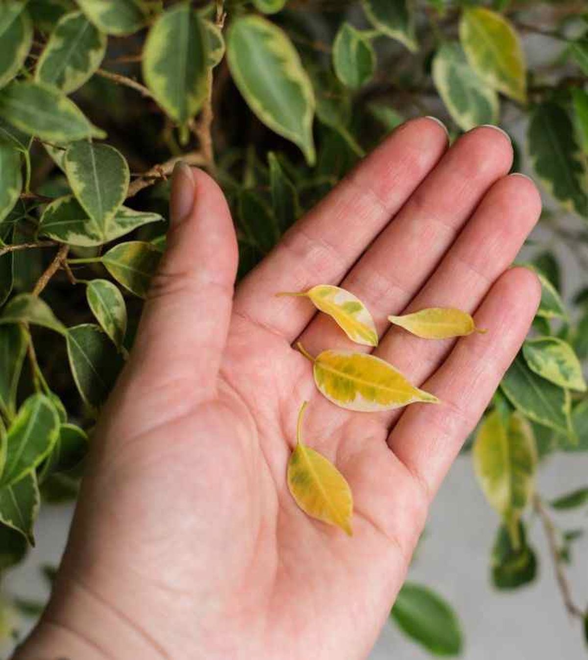 hojas amarillas en el ficus benjamina
