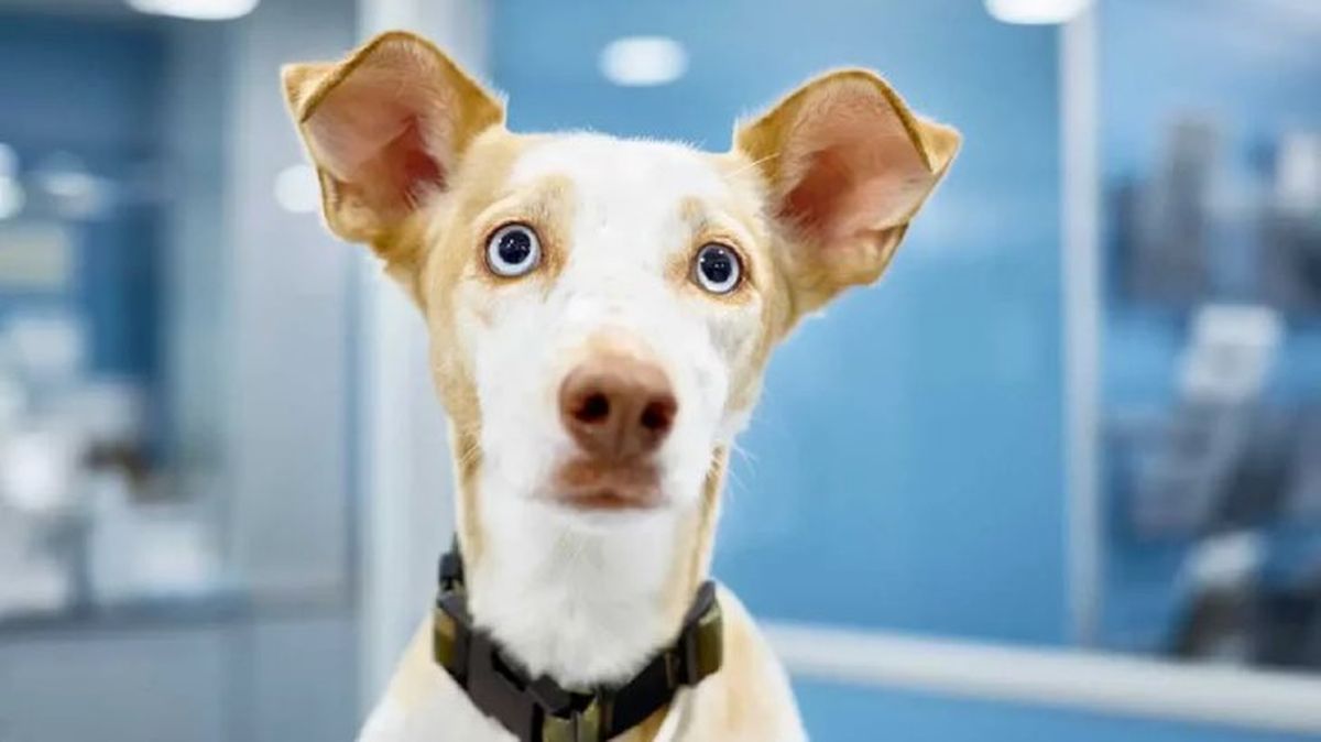 moquillo en perros 3