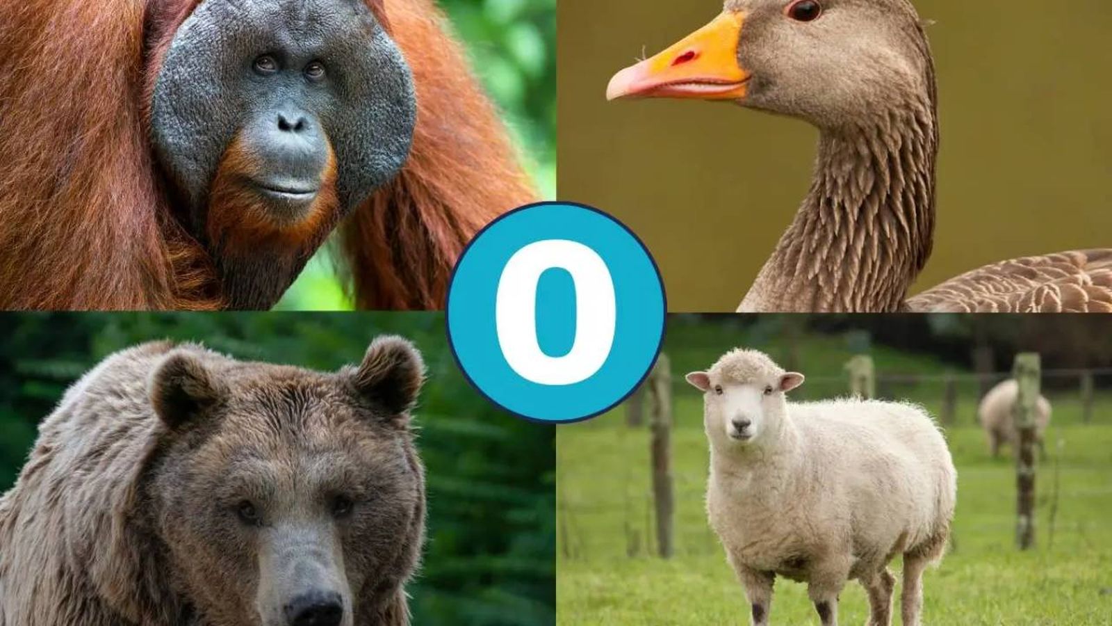 animales que empiezan por o (1)