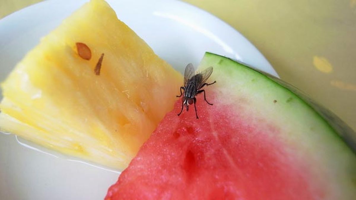 como eliminar los gusanos blancos de la cocina larvas moscas