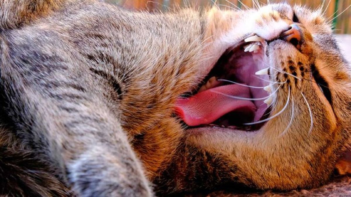 como limpiar dientes perros gatos 1