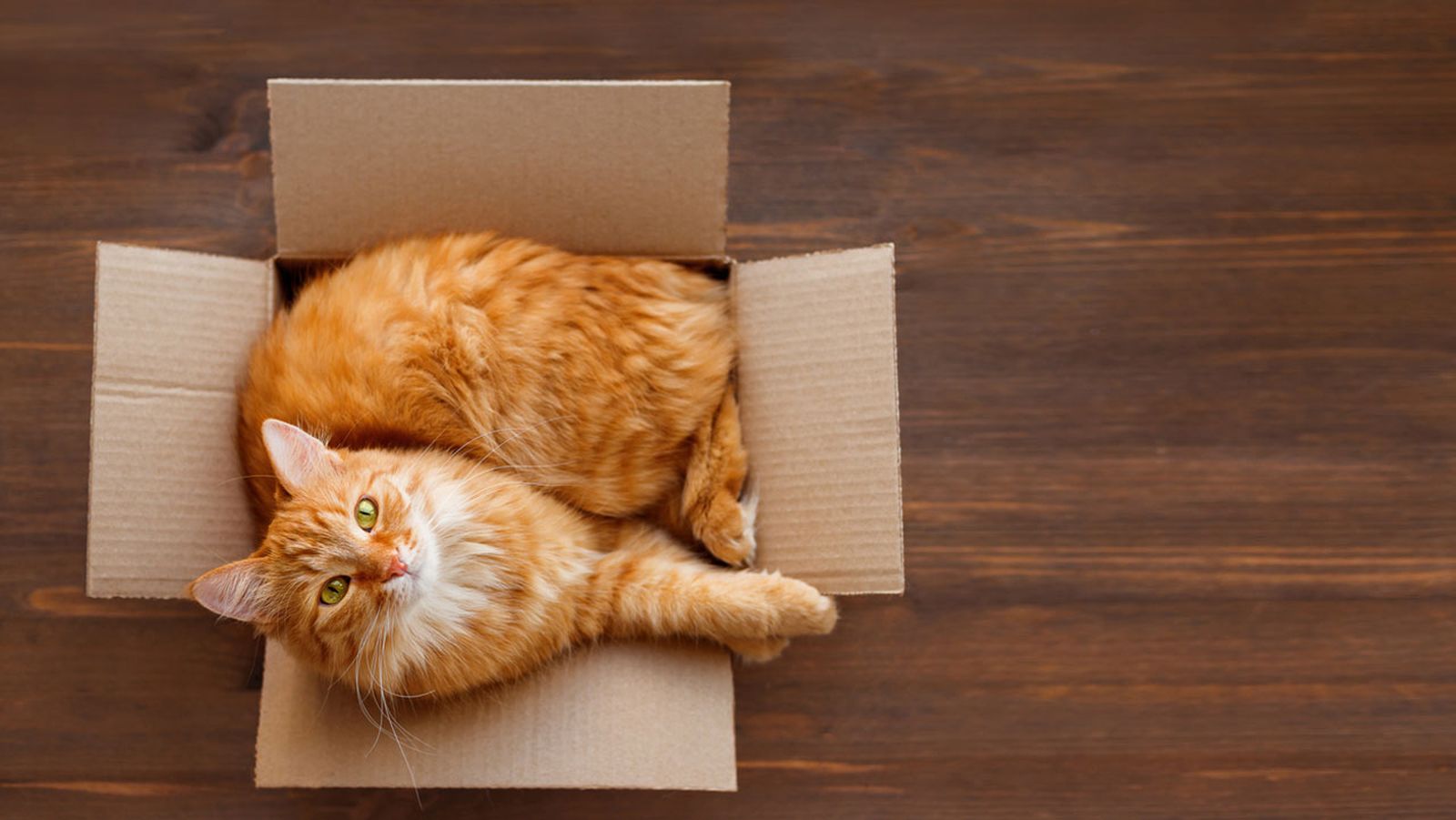 caja carton gato