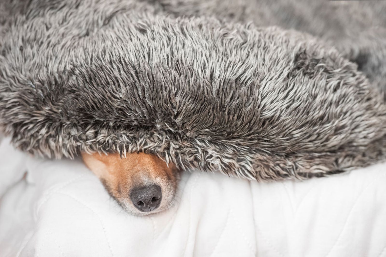 perro miedos personas perro miedos personas