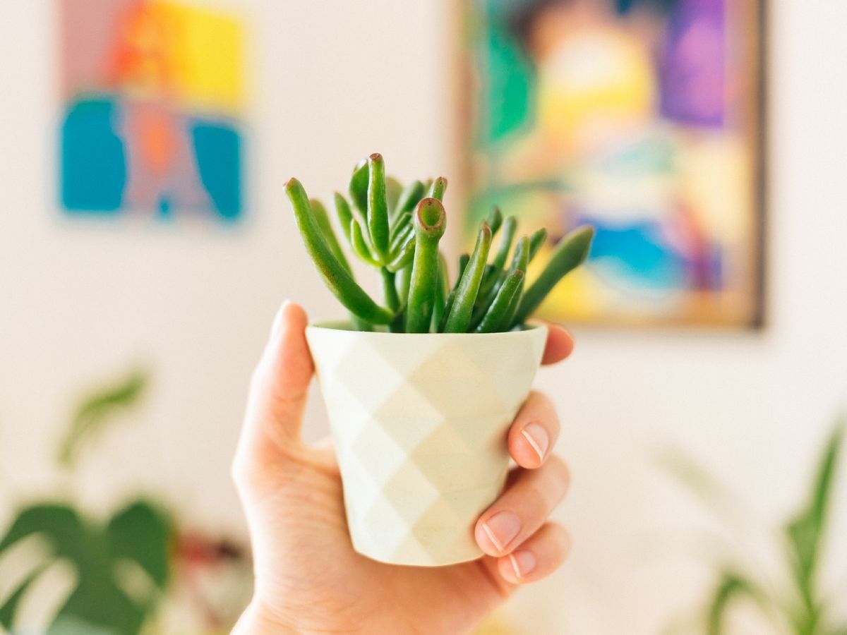 Crassula ovata Gollum en maceta.