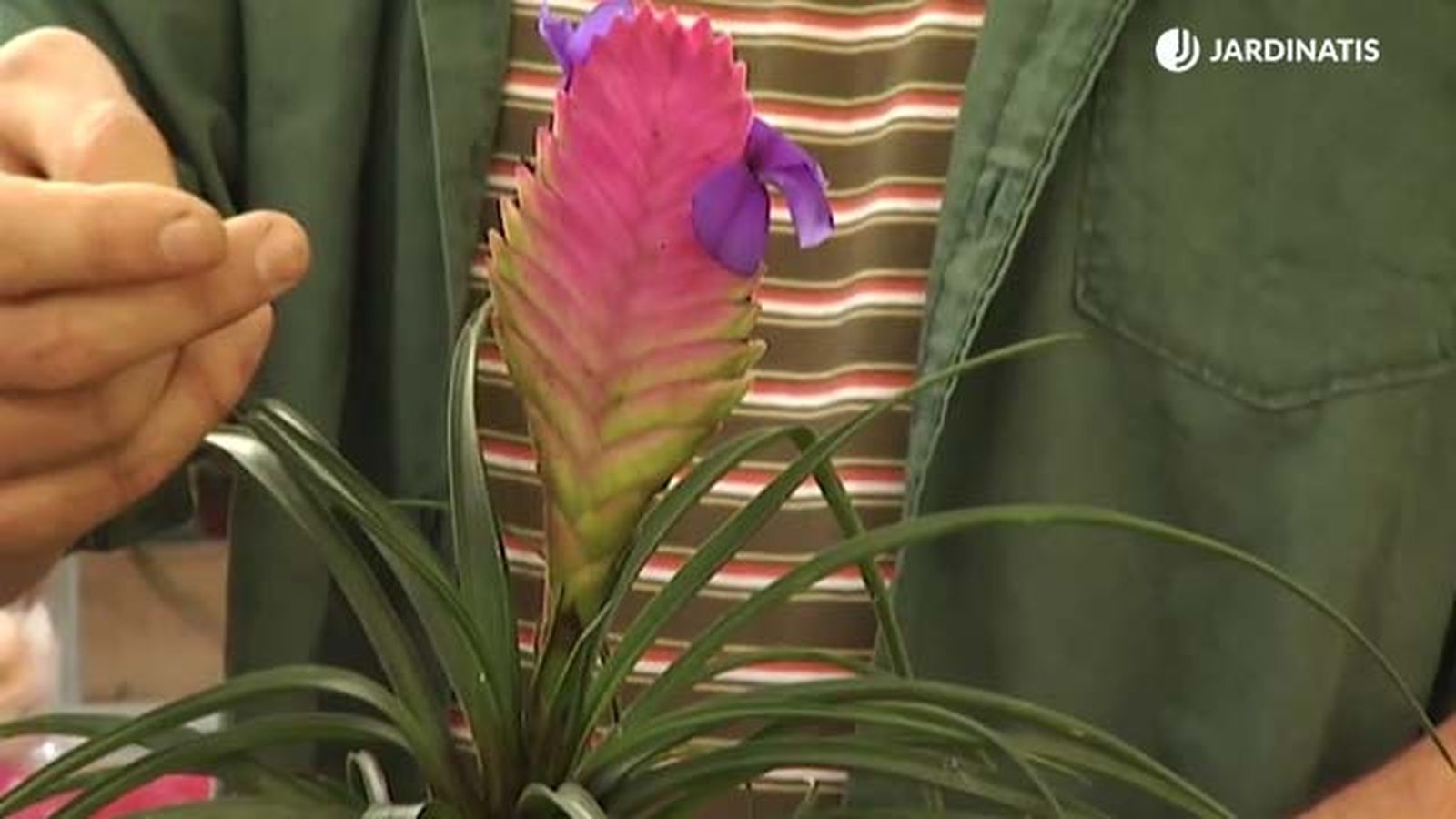Tillandsia cyanea.