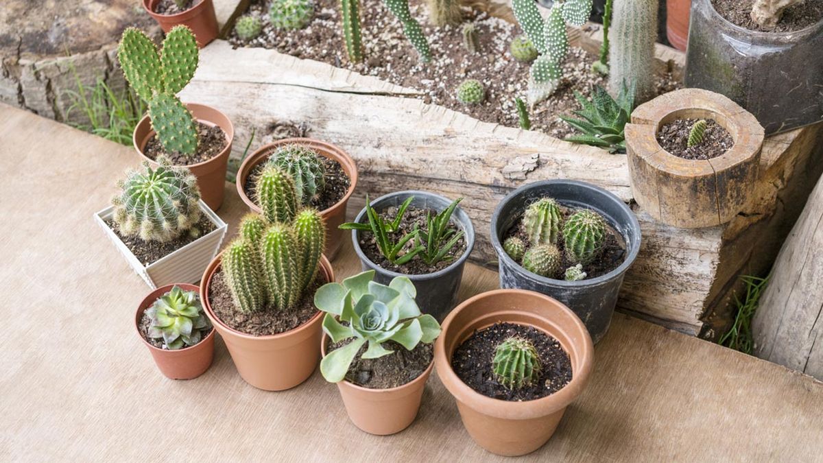 cuidados cactus plantas crasas durante otono invierno xl