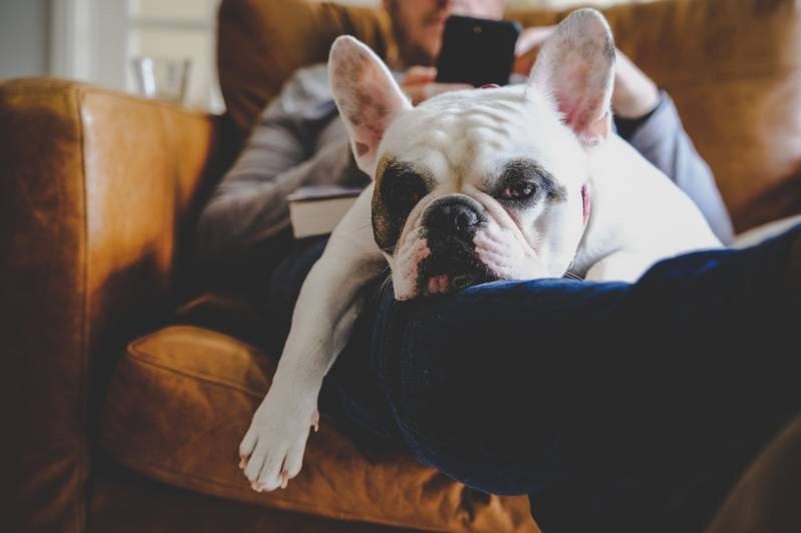 La raza de perro que menos tiempo vive es el Bulldog Francés (4,53 años). La raza de perro que menos tiempo vive es el Bulldog Francés (4,53 años).
