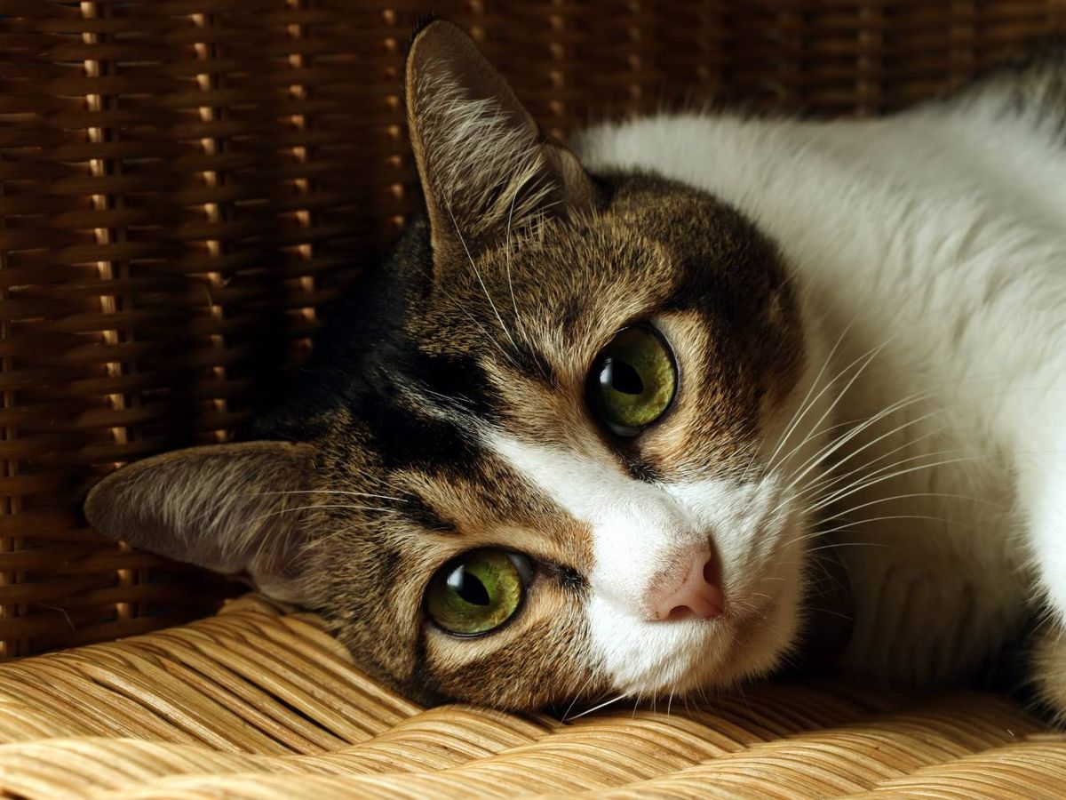 Verte dormir puede resultar para ellos un espectáculo del todo relajante.