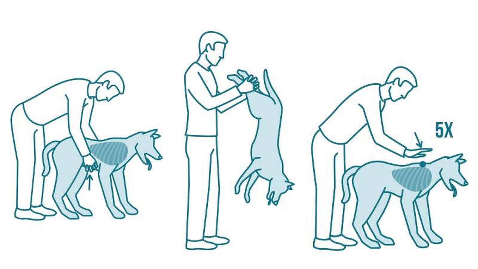 Esta maniobra se realiza solo si estás seguro de que el perro se está atragantando.