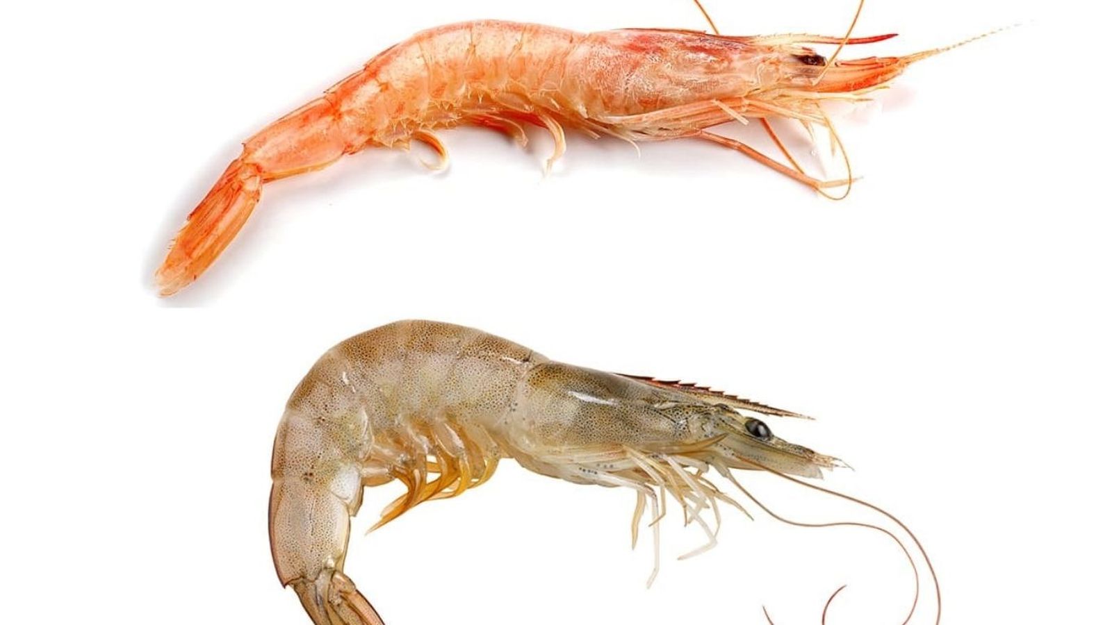 Diferencia entre gamba y langostino