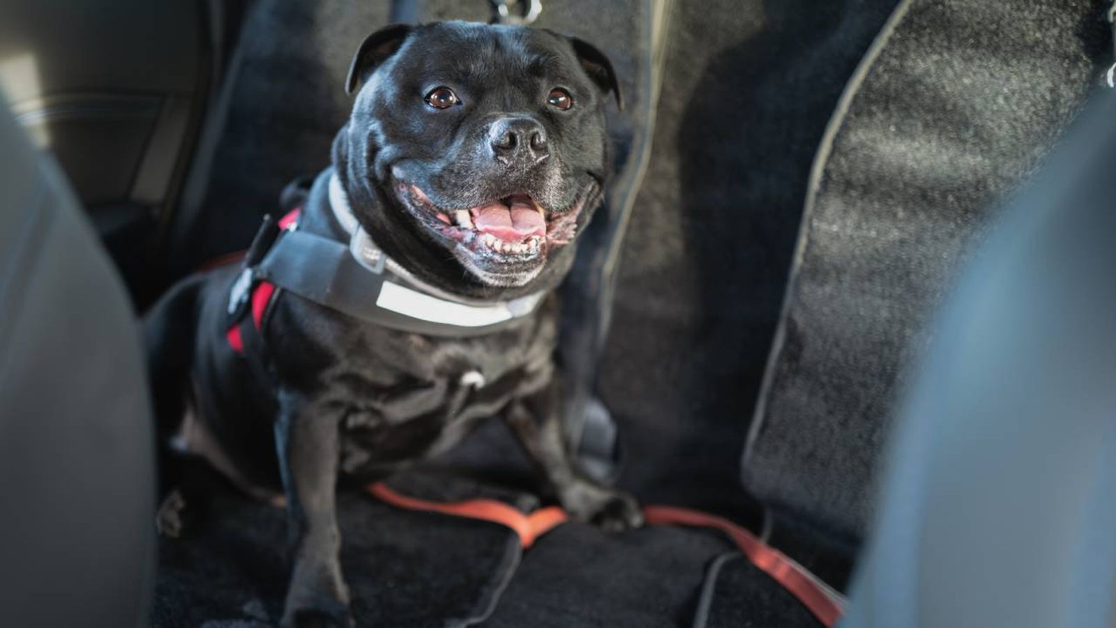 fundas impermeables coche mascotas xl