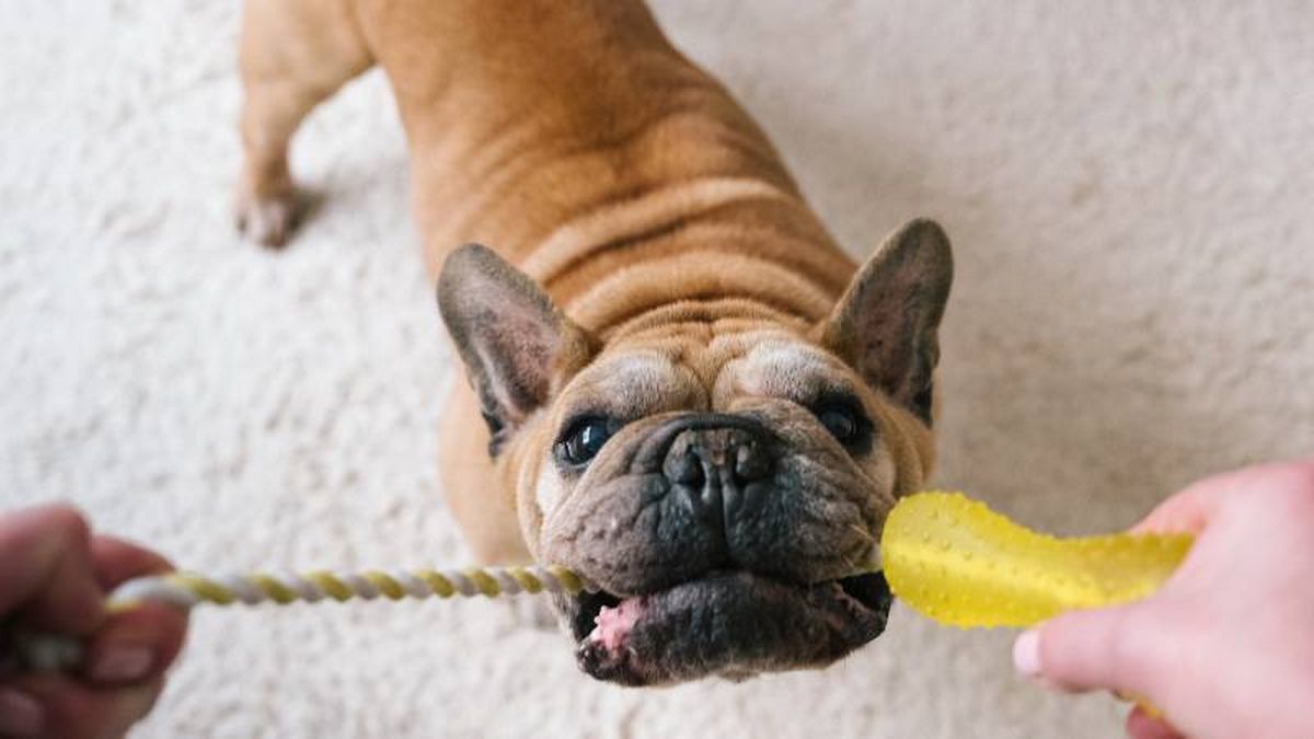 El Bulldog es un perro que se caracteriza por su fuerte mordida (305 PSI)