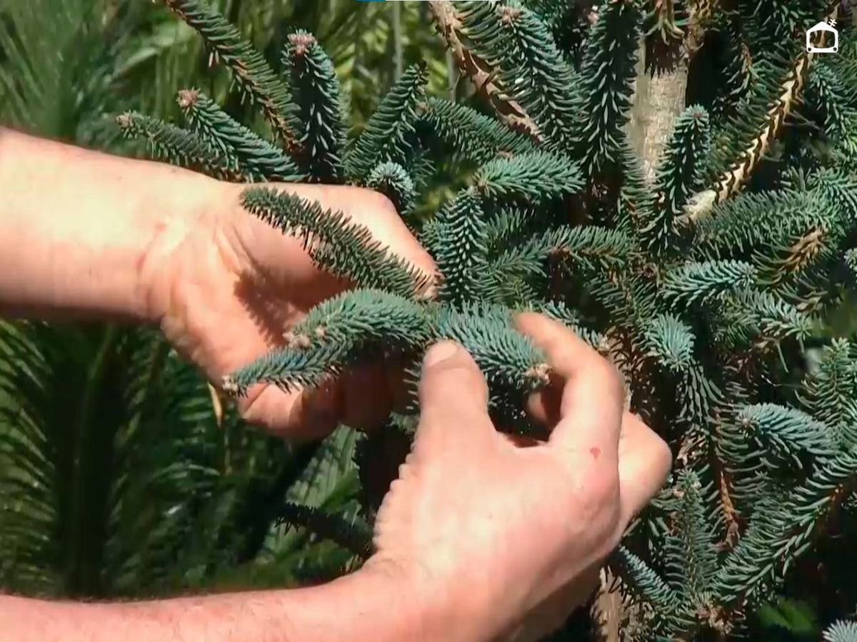 Abies pinsapo.